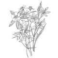 Collection of hand drawn flowers and plants. Botany. Set. Vintage flowers. Black and white illustration in the style of Royalty Free Stock Photo