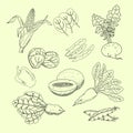 Collection of hand-drawn garden and field vegetables and fruits.