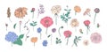 Collection of hand drawn garden flowers, leaves and buds isolated