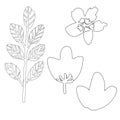 Set with hand drawn isolated floral elements Royalty Free Stock Photo