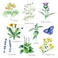 Collection of hand drawn medical herbs and plants.