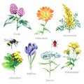 Collection of hand drawn medical herbs and plants. Royalty Free Stock Photo