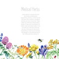 Collection of hand drawn medical herbs and plants.