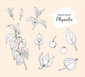 Collection of hand-drawn physalis, plant, fruit, leaf, berry, stamen, and pistil.