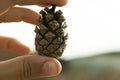 Collection of Hand drawn pine cones