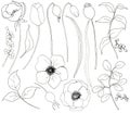 Collection of hand drawn plants. Botanical set of sketch flowers and branches with eucalyptus leaves isolated on white Royalty Free Stock Photo