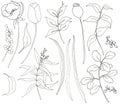 Collection of hand drawn plants with greenery and flowers. Botanical set of sketch flowers and branches with eucalyptus Royalty Free Stock Photo