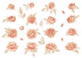 Collection of hand-drawn roses Royalty Free Stock Photo