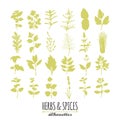 Collection of hand drawn spicy herbs silhouettes. Culinary elements for your design