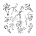 Collection of hand drawn spring flowers Royalty Free Stock Photo