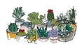 Collection of hand drawn succulents, cactuses and other desert plants growing in pots and glass vivariums. Natural home