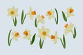 Collection of hand drawn vector daffodils Royalty Free Stock Photo