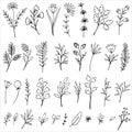 Collection of hand drawn vector florals and branches.