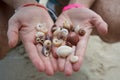 Collection of handpicked sea shells in man hands Royalty Free Stock Photo