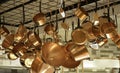 Collection hanging copper-colored pans Royalty Free Stock Photo