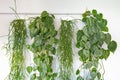 Collection of hanging green plants