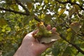 collection of hazelnuts from the bush. ingathering