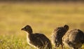 Baby helmeted guineafowl keets sitting in a golden lit field at sunrise or sunset.