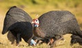 Helmeted guineafowls foraging for food at sunrise or sunset.