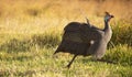 Helmeted guineafowl running through a golden lit field at sunrise or sunset. Royalty Free Stock Photo