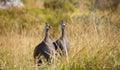 Two helmeted guineafowl standing in a field at sunset or sunrise. Royalty Free Stock Photo