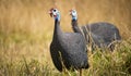 Two helmeted guineafowl walking through a field at sunset or sunrise. Royalty Free Stock Photo