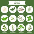 Collection of herb, food vector, flat icon set Royalty Free Stock Photo