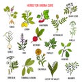 Collection of herbs for angina treatment