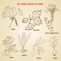 Collection of herbs for angina treatment. Hand drawn botanical vector illustration Royalty Free Stock Photo