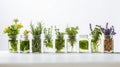 a collection of herbs and flowers in glass jars arranged on a white shelf