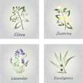 Collection of Herbs . Labels for Essential Oils