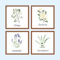 Collection of Herbs . Labels for Essential Oils and Natural Supplements. Lavender, Eucalyptus, Jasmine, Clove