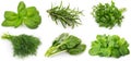 Collection of herbs on white background Royalty Free Stock Photo