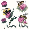 Collection of high detailed vector bee, bumblebee and thistle isolated on white. Realistic vintage botanical style, insects