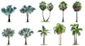 The collection of high palm trees isolated on white background Royalty Free Stock Photo