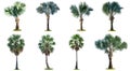 The collection of high palm trees Livistona Rotundifolia or fan Royalty Free Stock Photo