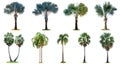 The collection of high palm trees Livistona Rotundifolia or fan Royalty Free Stock Photo