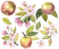 Collection of highly detailed hand drawn apples. Watercolor botanical illustration isolated on white background.