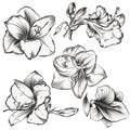 Collection of Hippeastrum flowers in vintage hand drawn style