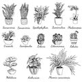 Collection of home plants with names. Hand drawn vector botanical illustration in sketch outline style. Sansevieria, spathiphyllum