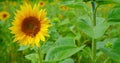 Collection of honey by bees. Bee foraging on a sunflower during summer afternoon. Macro, close-up. Beautiful nature Royalty Free Stock Photo