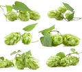 Collection of hops Royalty Free Stock Photo