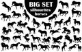 Collection of horse silhouettes Royalty Free Stock Photo