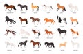 Collection of horses of various breeds isolated on white background. Bundle of gorgeous domestic equine animals of