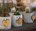 collection of houseplants with wooden heart Succulents and cactus in different concrete on the rustic table, decoration