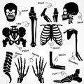 Collection Human Skeleton