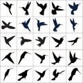 Collection of humming bird icons,silhouettes,sides,positions,shape,design. Royalty Free Stock Photo