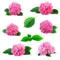 Collection of hydrangea hortensia flowers with green leaves isolated on white. Pink flowerheads of hydrangeas set coll