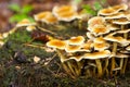 Collection Hypholoma fasciculare, forest mushroom