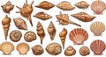 A collection of illustrated seashells featuring various types and shapes. The shells are Royalty Free Stock Photo